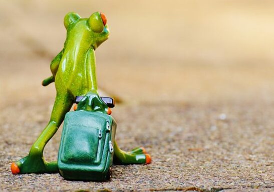 frog-897420__340.jpg